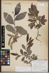 Foto von Salix appendiculata Vill.
